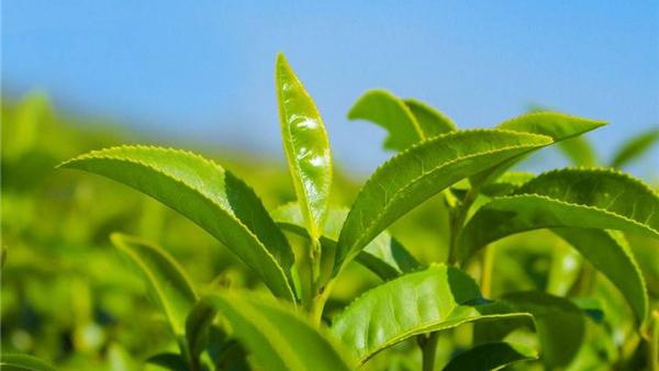 安吉白茶和福鼎白茶的区别（安吉白茶和福鼎白茶哪种好）